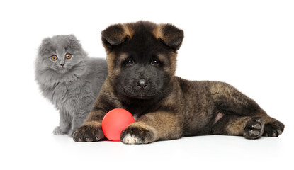 Obraz premium Puppy and kitten together on a white background