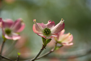 Naklejka na ściany i meble Pink dogwood flower in spring.