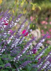 Flower bed filled with colourful purple and white long stemmed Phyllis Fancy salvia flowers, photographed in autumn in the garden at RHS Wisley, Surrey UK.