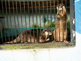 A pair of otter on a a cage in the zoo