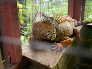 Picture of an iguana laying on a cage in the zoo