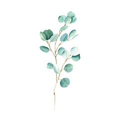 Obraz premium Green eucalyptus branch isolated on white background. Watercolor hand drawn botanical illustration. Can be used for greeting cards, posters, wedding and baby shower nvitations, logos and floristic