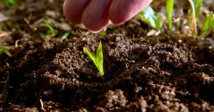 Sprouted seed in fertile soil. Farmer hand waters young seedling in soil.Agriculture. A farmer hand water green sprout. Green seedling in soil. Agriculture concept. Water drops, life of young sprout.