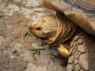 Close up shoot of a big tortoise in the zoo