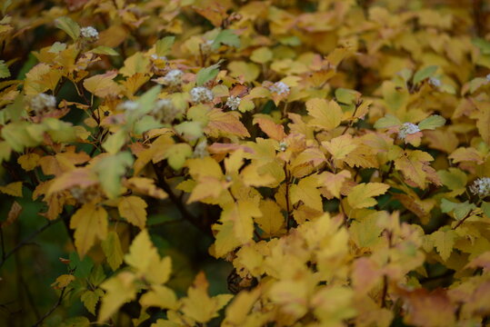 Yellow bush leaves close-up Bubbleweed viburnum autumn background texture branches with leaves for poster design background in good quality atmospheric photography