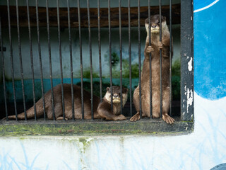 A pair of otter on a a cage in the zoo