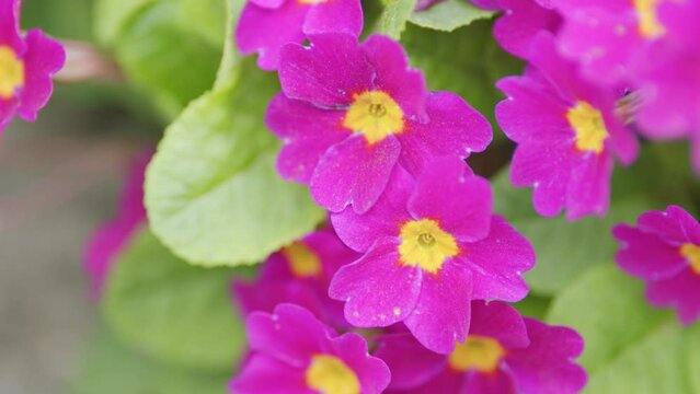 Purple primrose with a yellow center. Primula juliae syn. Pruhoniciana.
