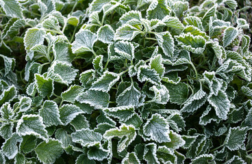 Beautiful patterned leaves are covered with white cristae of hoarfrost