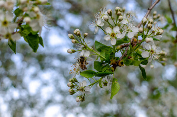 bee and flower spring