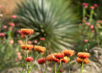 Brightly coloured Xerochrysum Bracteatum everlasting flowers, photographed in early autumn ain the RHS Wisley garden, Surrey UK. Cordyline palm tree in background.