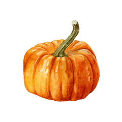 Watercolor ripe fresh pumpkin isolated.