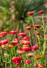 Brightly coloured Xerochrysum Bracteatum everlasting flowers, photographed in early autumn ain the RHS Wisley garden, Surrey UK. Cordyline palm tree in background.