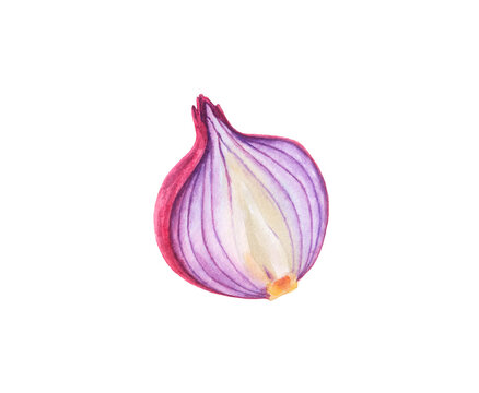 Watercolor red onion half isolated.