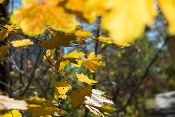 Fototapeta na wymiar yellow maple leaves 