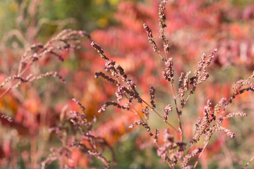 autumn background (wildflower plant close up)