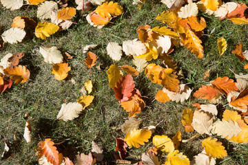 fallen autumn leaves