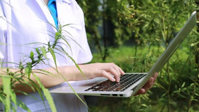 Hands of a female research scientist, typing a note on a laptop, recording an analysis of outdoor cannabis plants, analyzing the growth and environmental conditions of outdoor cannabis cultivation.