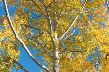 autumn poplar tree on a blue sky