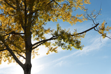 autumn poplar tree on a blue sky