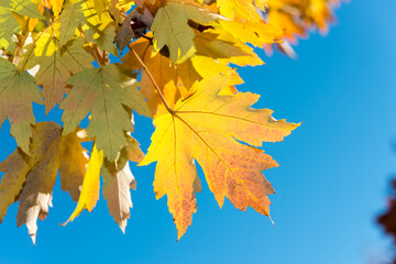 autumn maple leaves