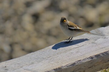 Selective focus shot of a white-winged snowfinch bird on a concrete fence
