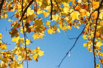 autumn leaves on sky