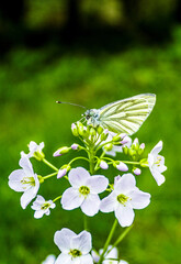 A white butterfly resting on a white flower