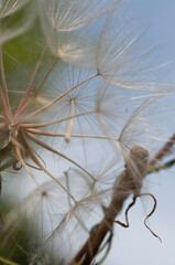 wildflower (Tragopogon or salsify) seeds on a blue sky