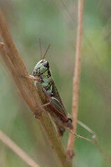 grasshopper on a stem