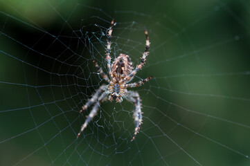 spider on the web