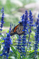 butterfly on flower
