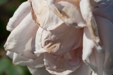 grungy rose close up