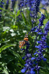 purple flowers with butterfly