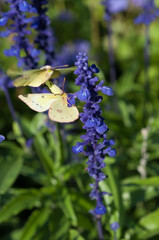 two butterflies react strongly to one another