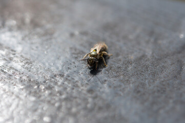 background with insect