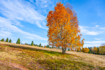 Solitary birch tree in autumn vibrant colors