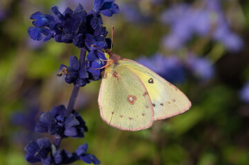 butterfly collecting nectar from flower