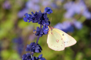 butterfly in the garden