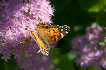 butterfly on the edge of a pink flower cluster