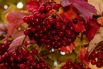 red berries of viburnum
