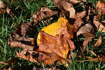 autumn fallen leaves