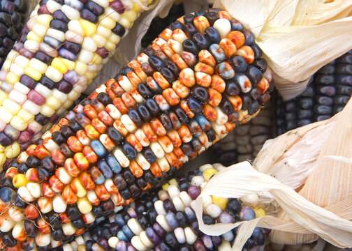 Background image of Indian Corn on the cob. Ears with the multicolored kernels, crops up in all sorts of fall decorations. A symbol of harvest season, they crop up every fall.