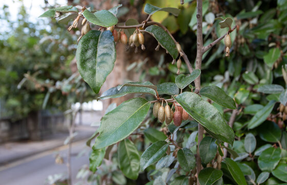 Elaeagnus ebbingei or silverberry or oleaster fruits