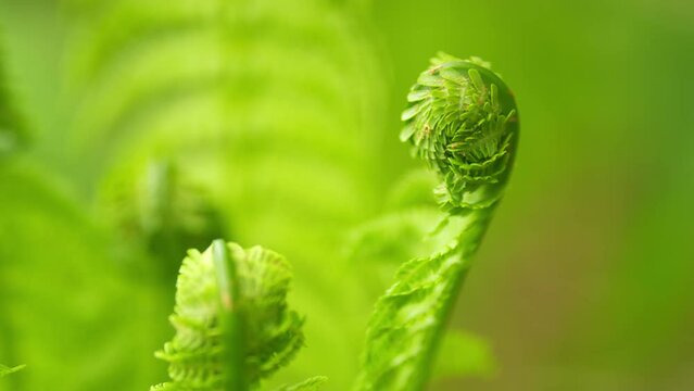 Young leaf of fern matteuccia struthiopteris. Exotic tropical ferns. Nature background. Close up.