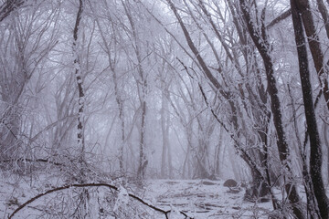 Fabulous foffy forest landscape. Trees are covered with fresh snow. Cloudy weather. Beautiful winter background.