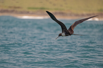 Magnificent Frigatebird in flight