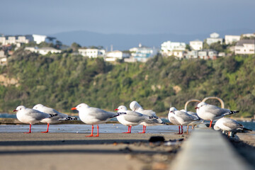 Seagulls brace against the wind on a pier in Wellington, New Zealand