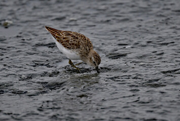 Lesser Sandpiper - Don Edward NWR, San Francisco