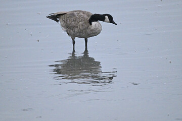 Canada Goose