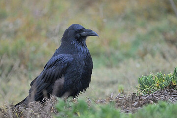 Common Raven